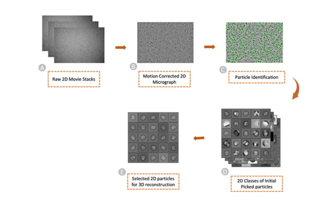 AI in Cryo-EM Publication